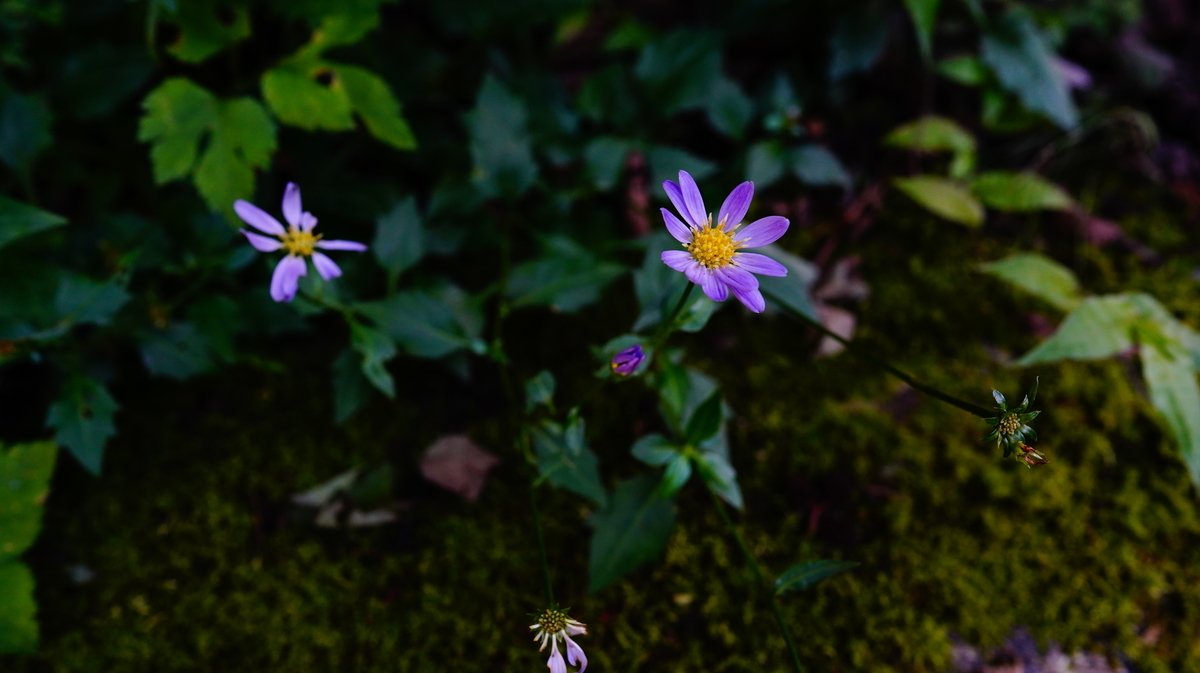 f:id:camera-yurucamp:20210829185307j:plain